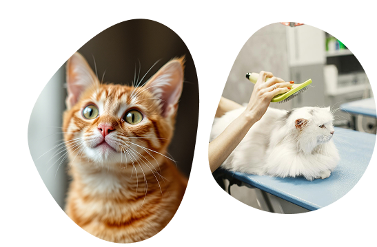 Section Pets