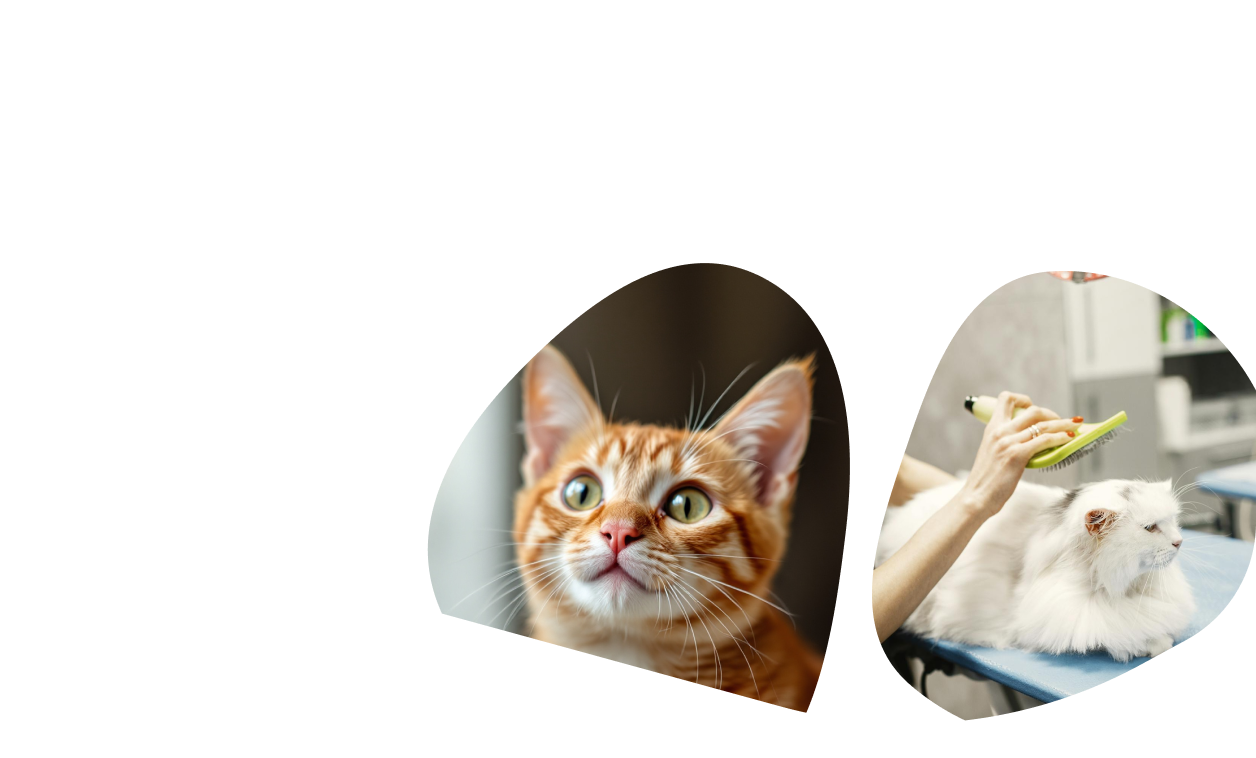 Section Pets